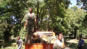 Изрязват опасни дървета в Дунавската градина
