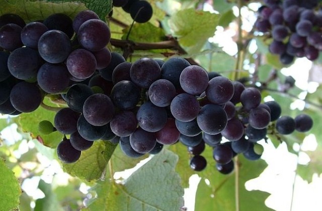 Среща на лозари и винопроизводители в Русе