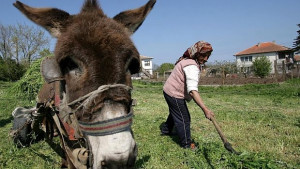 При баба на село за марихуана