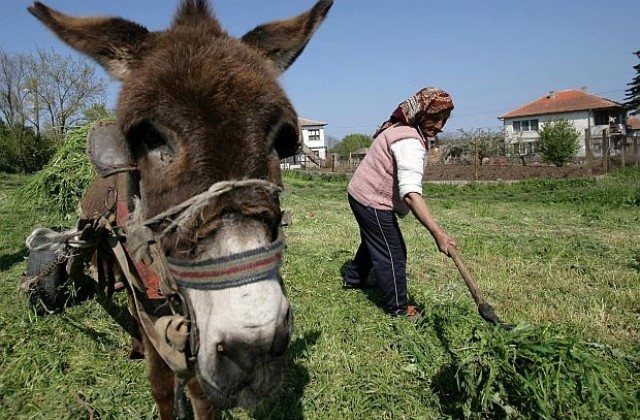 При баба на село за марихуана