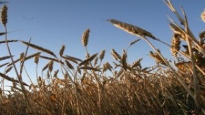 Фермери заплашват с протест и в София през есента