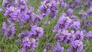 Изгоряха 19 декара лавандула