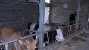 Отровиха крава