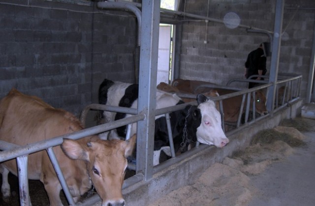 Отровиха крава