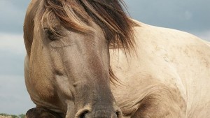 Източните Родопи новият дом на тарпаните