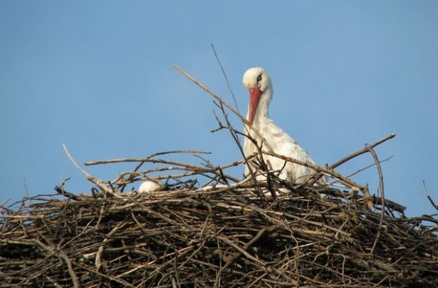 Конкурс „Училища за жива планета на WWF