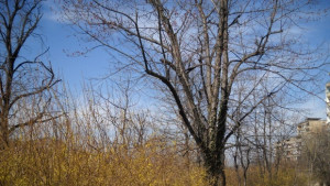 Дъжд и слънце