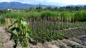 Смесената българорумънска работна група със заседание в Гюргево