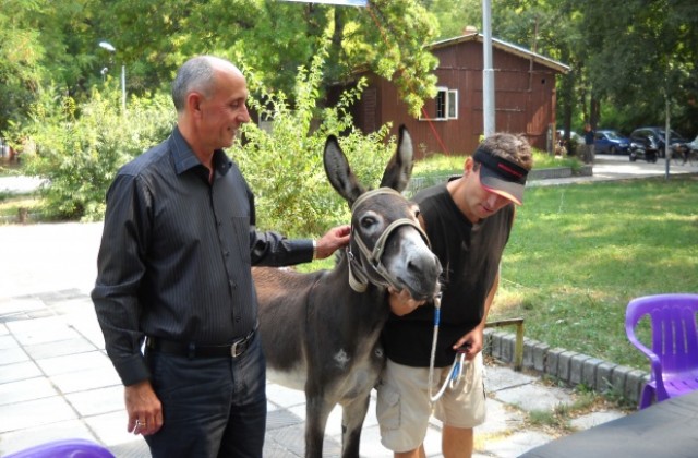 Издигат магаре за кмет на Варна