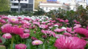 Граждани протестират срещу цветното пазарче