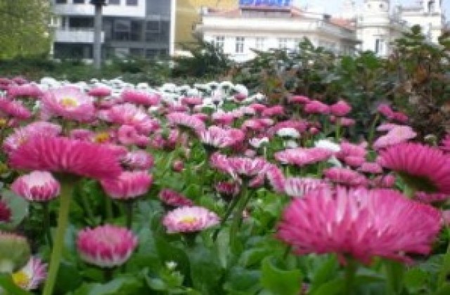 Граждани протестират срещу цветното пазарче