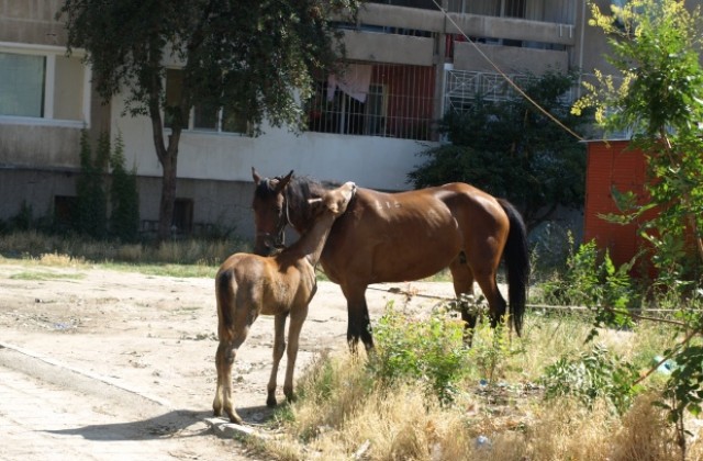Кон умря при катастрофа