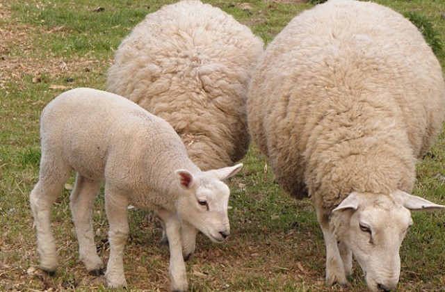Неизвестен отрови 40 овце