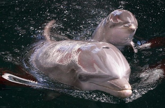 Откриха нов вид делфин край Австралия