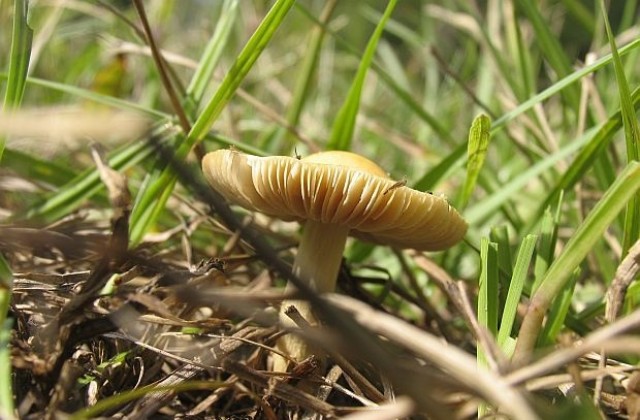 Българска агенция по безопасност на храните забрани радиоактивни гъби