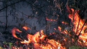 Седем часа гасиха пожара край Криводол