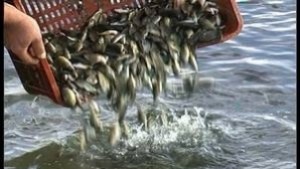 Зарибяват река Дунав