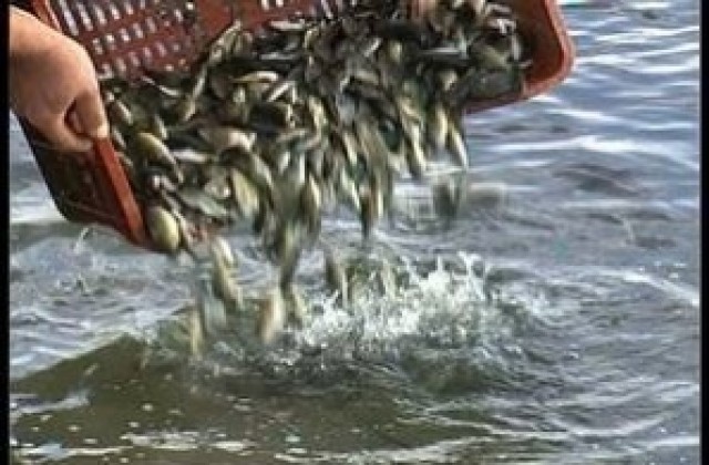 Зарибяват река Дунав