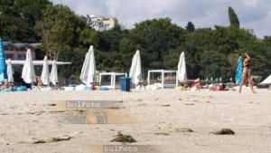 Обсъждат случаите на открити мъртви делфини по морето