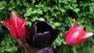 Войната на лалетата нажежава отношенията между Румъния и Холандия