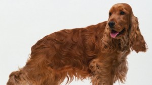 Собственик предлага награда за изгубен Кокер