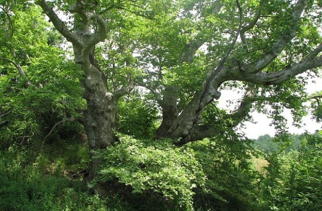 Източен чинар е най-новото обявено защитено вековно дърво на  РИОСВ - Благоевград
