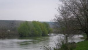 РИОСВ Незаконен улов е причина за мъртвата риба в Янтра