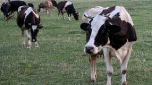 Свършва българското месо