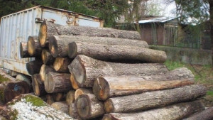 Инспекцията по труда установи 197 нарушения в дърводобива