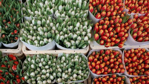 Евродепутат Надявам се че румънската блокада на лалетата не е