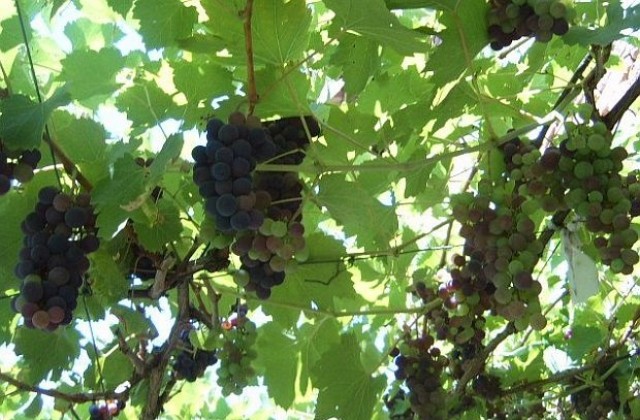 Хубавото вино е горчивото