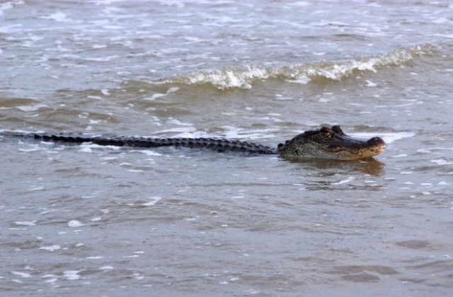 Американец хвана алигатор с въдица
