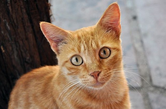 Изгубена котка в Колорадо намерена след пет години в Ню Йорк