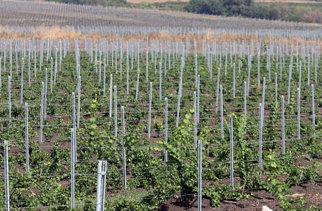 Очакват най-добрата реколта от грозде за последните 10 години