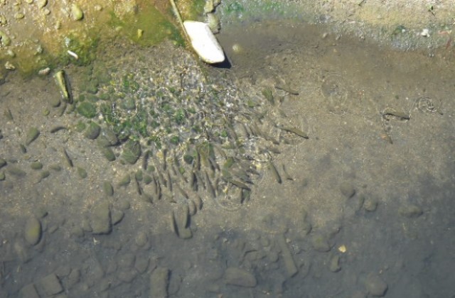 Нов воден режим за селата, водоснабдявани от Бяла ООД - Севлиево