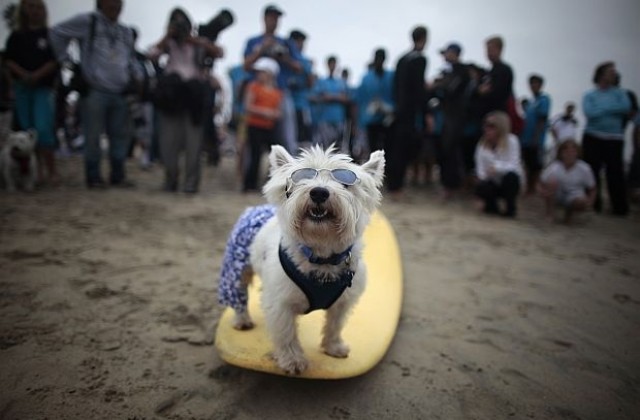 Кучета сърфисти премериха сили в Калифорния