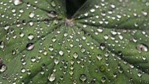 Учени създадоха изкуствено листо което извършва фотосинтеза