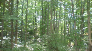 Откриват ловния сезон