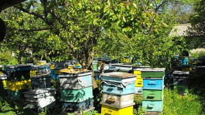 Изгоряха 30 кошера