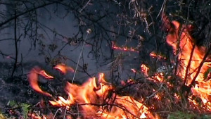 38 пожара в сухи треви са гасени за седмица