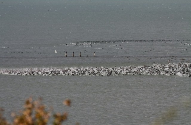 Първите зимуващи птици пристигнаха в Бургаските езера