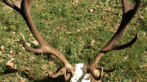 Найдоброто време за отстрел на трофейно зрели мъжки елени е