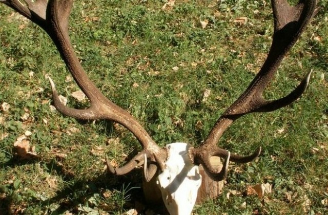 Най-доброто време за отстрел на трофейно зрели мъжки елени е септември - октомври