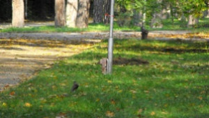 В Разград мерят кръвното 1 2 или 3 км в