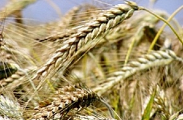 Краят на ноември е срокът за свързване на касовите апарати на търговците на зърно със системата на НАП