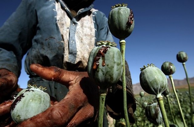 Производството на опиум в Афганистан бележи скок