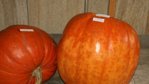 Днес е Денят на Севлиево