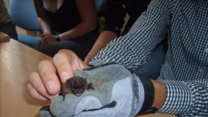 Светлинно шоу и разходка с ултразвукови детектори в Нощ на