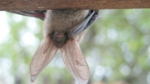 Нощ на прилепите