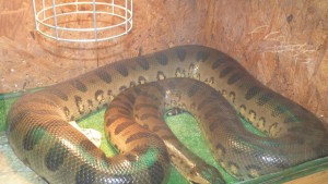 Тайпан и черна мамба в Мездра